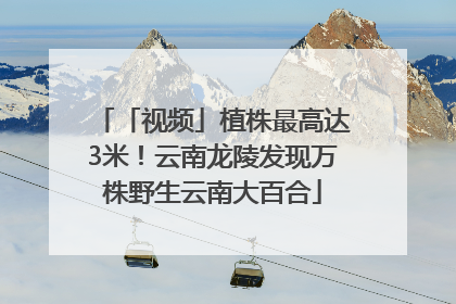 「视频」植株最高达3米！云南龙陵发现万株野生云南大百合
