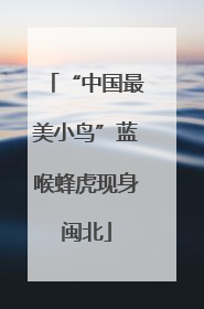 “中国最美小鸟”蓝喉蜂虎现身闽北