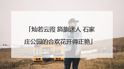 灿若云霞 旖旎迷人 石家庄公园的合欢花开得正艳