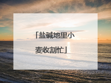 盐碱地里小麦收割忙