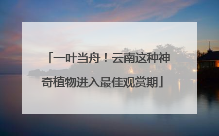 一叶当舟！云南这种神奇植物进入最佳观赏期