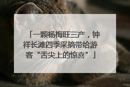 一颗杨梅旺三产，钟祥长滩四季采摘带给游客“舌尖上的惊喜”