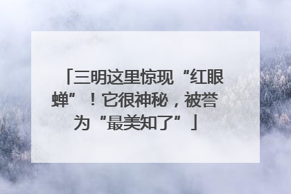 三明这里惊现“红眼蝉”！它很神秘，被誉为“最美知了”