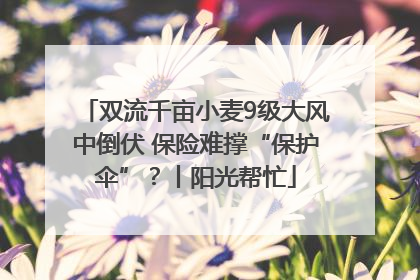 双流千亩小麦9级大风中倒伏 保险难撑“保护伞”？丨阳光帮忙
