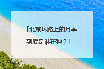 北京环路上的月季到底是谁在种？