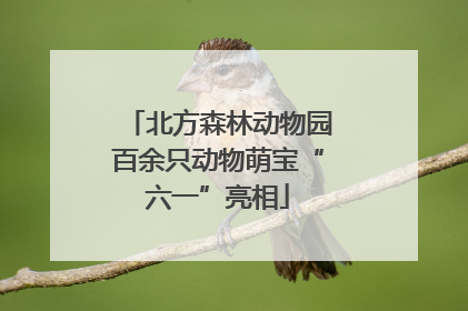 北方森林动物园百余只动物萌宝“六一”亮相