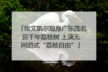 埃文凯尔现身广东茂名 赏千年荔枝树 上演无间道式“荔枝自由”