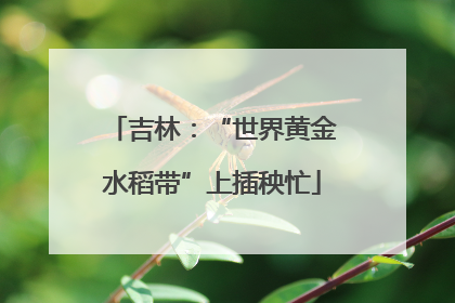 吉林：“世界黄金水稻带”上插秧忙
