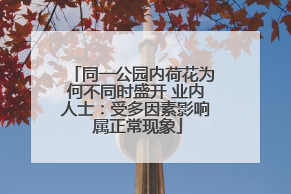 同一公园内荷花为何不同时盛开 业内人士：受多因素影响 属正常现象