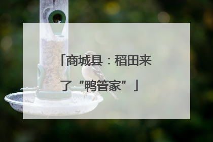 商城县：稻田来了“鸭管家”