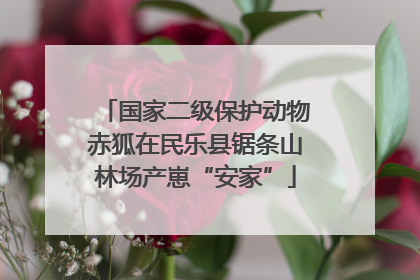国家二级保护动物赤狐在民乐县锯条山林场产崽“安家”