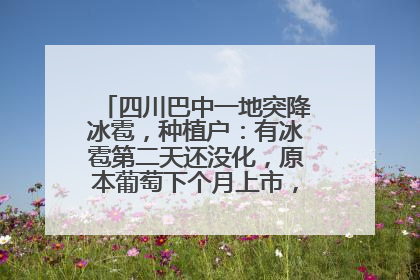 四川巴中一地突降冰雹，种植户：有冰雹第二天还没化，原本葡萄下个月上市，现在全被打落