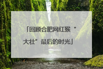 回顾合肥网红猴“大壮”最后的时光