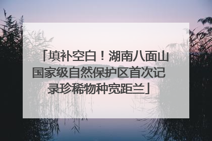 填补空白！湖南八面山国家级自然保护区首次记录珍稀物种宽距兰