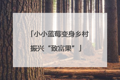 小小蓝莓变身乡村振兴“致富果”