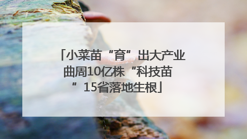 小菜苗“育”出大产业 曲周10亿株“科技苗”15省落地生根