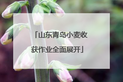 山东青岛小麦收获作业全面展开