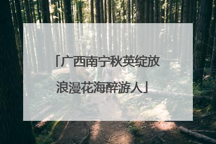 广西南宁秋英绽放 浪漫花海醉游人