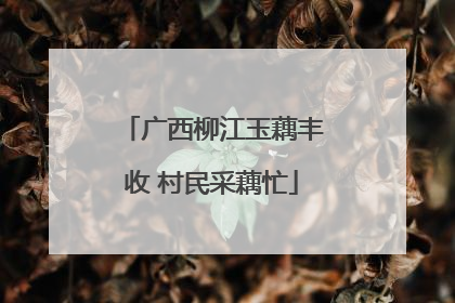 广西柳江玉藕丰收 村民采藕忙