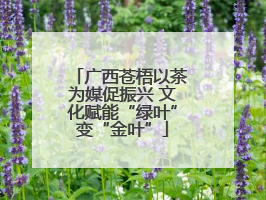 广西苍梧以茶为媒促振兴 文化赋能“绿叶”变“金叶”