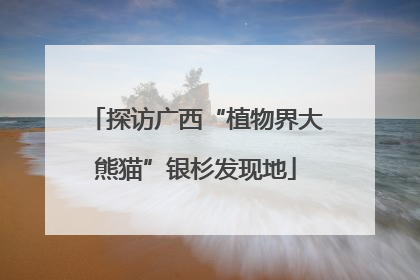 探访广西“植物界大熊猫”银杉发现地