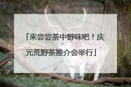 来尝尝茶中野味吧！庆元荒野茶推介会举行