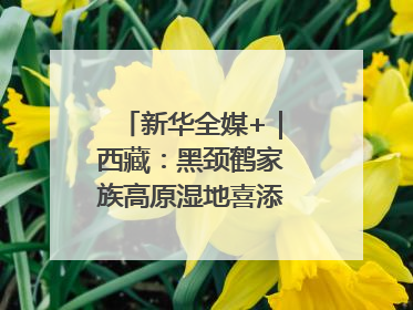 新华全媒+｜西藏：黑颈鹤家族高原湿地喜添“萌宝”