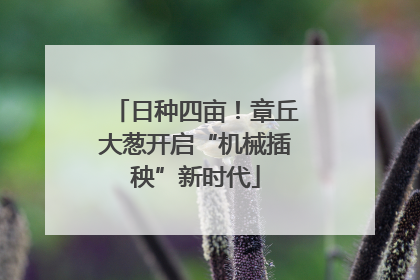 日种四亩！章丘大葱开启“机械插秧”新时代