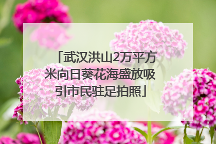 武汉洪山2万平方米向日葵花海盛放吸引市民驻足拍照