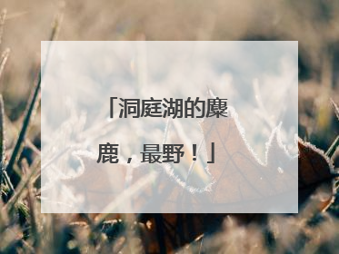 洞庭湖的麋鹿，最野！