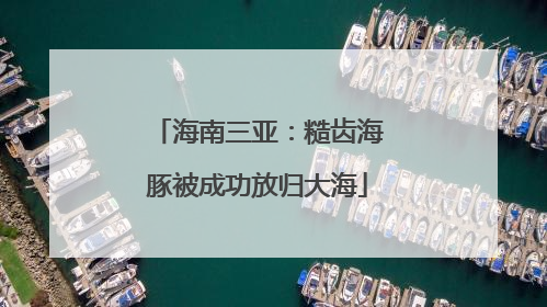 海南三亚：糙齿海豚被成功放归大海