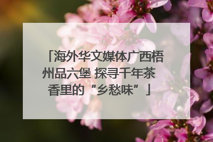 海外华文媒体广西梧州品六堡 探寻千年茶香里的“乡愁味”