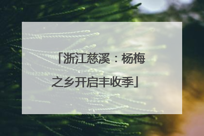 浙江慈溪：杨梅之乡开启丰收季