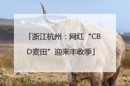 浙江杭州：网红“CBD麦田”迎来丰收季