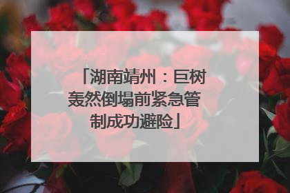 湖南靖州：巨树轰然倒塌前紧急管制成功避险