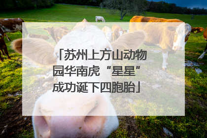 苏州上方山动物园华南虎“星星”成功诞下四胞胎