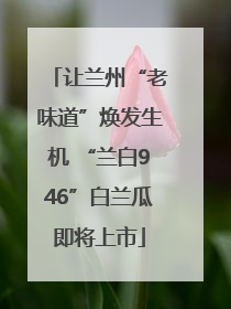 让兰州“老味道”焕发生机 “兰白946”白兰瓜即将上市