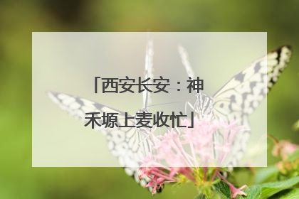 西安长安：神禾塬上麦收忙