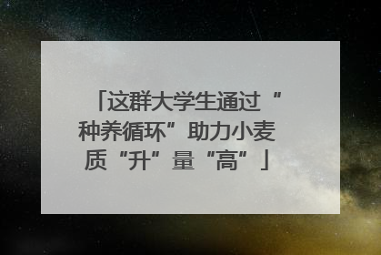 这群大学生通过“种养循环”助力小麦质“升”量“高”