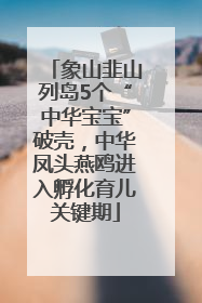 象山韭山列岛5个“中华宝宝”破壳，中华凤头燕鸥进入孵化育儿关键期