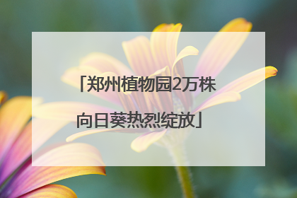 郑州植物园2万株向日葵热烈绽放