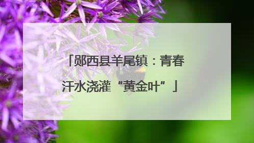 郧西县羊尾镇：青春汗水浇灌“黄金叶”