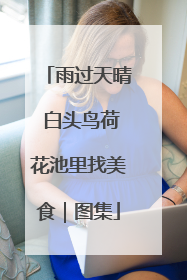 雨过天晴 白头鸟荷花池里找美食｜图集