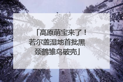 高原萌宝来了！若尔盖湿地首批黑颈鹤雏鸟破壳