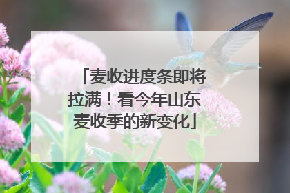 麦收进度条即将拉满！看今年山东麦收季的新变化