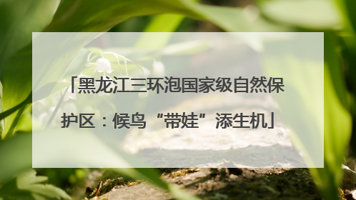 黑龙江三环泡国家级自然保护区：候鸟“带娃”添生机