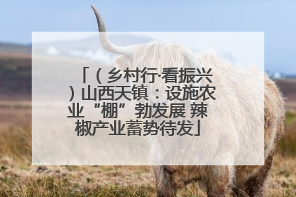 （乡村行·看振兴）山西天镇：设施农业“棚”勃发展 辣椒产业蓄势待发